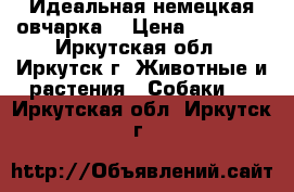 Идеальная немецкая овчарка  › Цена ­ 10 000 - Иркутская обл., Иркутск г. Животные и растения » Собаки   . Иркутская обл.,Иркутск г.